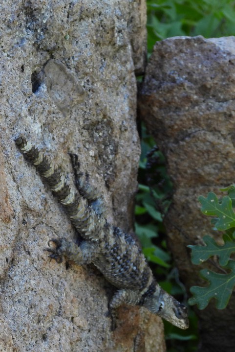 Crevice Spiny Lizard, Sceloporus poinsettii