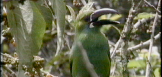 Crimson-rumped Toucanet