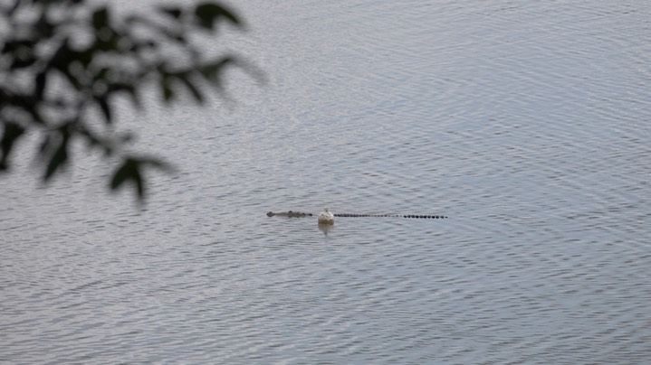 Crocodile, Morelet's (Belize)