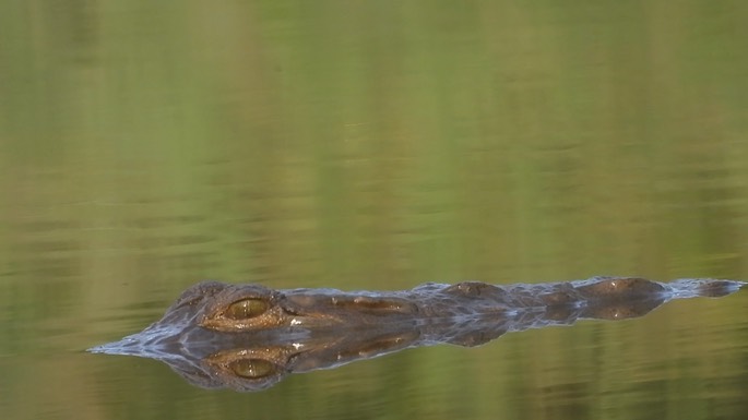 Crocodile, West African 1