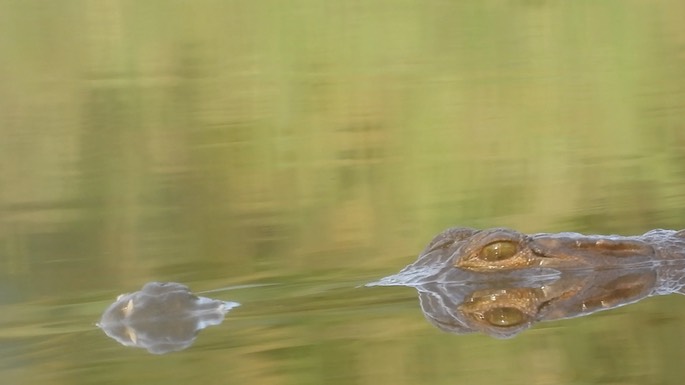 Crocodile, West African 2