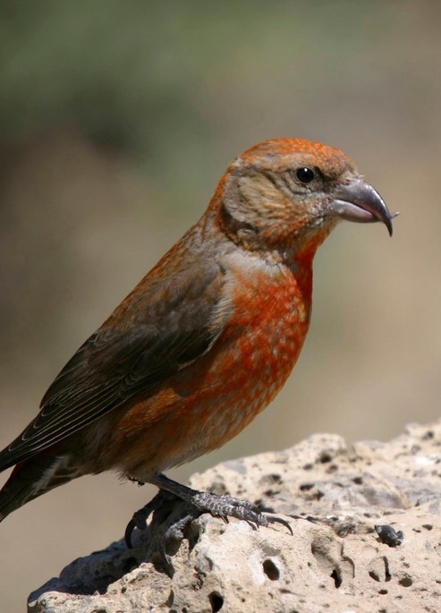 Crossbill, Red 2