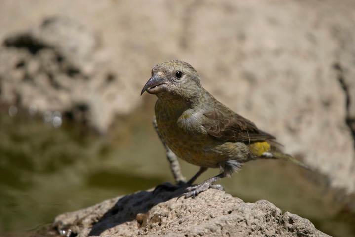 Crossbill, Red 2