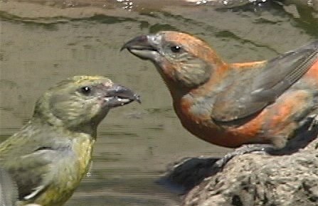 Crossbill, Red 4