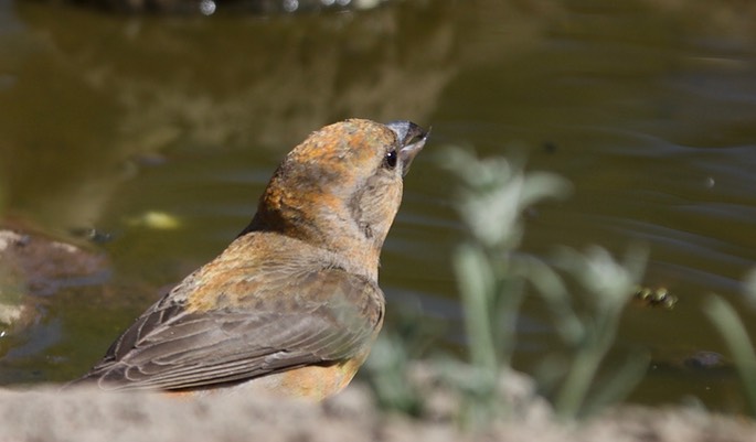 Crossbill, Red1