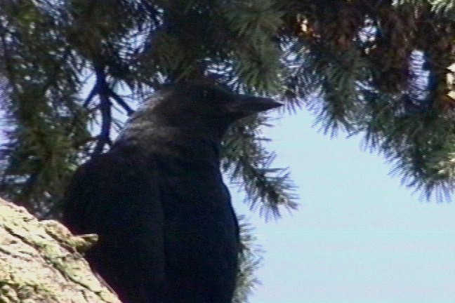 Crow, American 1_1