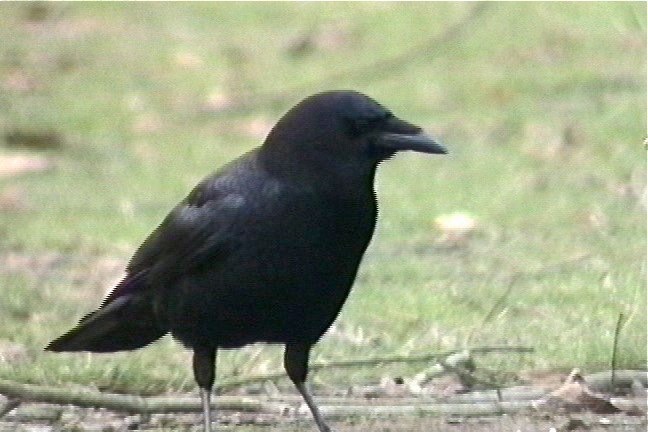 Crow, American 4