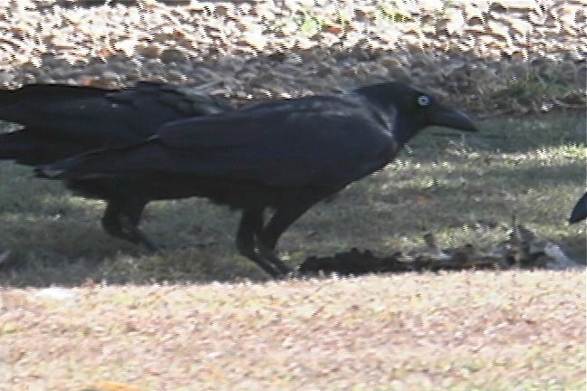 Crow, Little 1_1