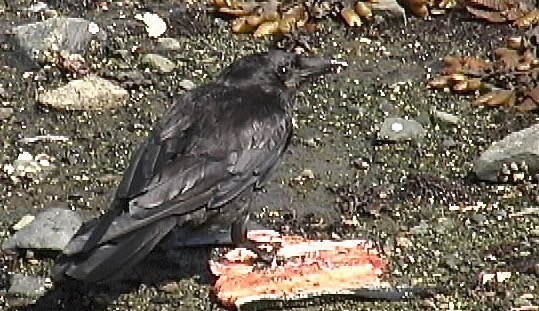 Crow, Northwestern 10