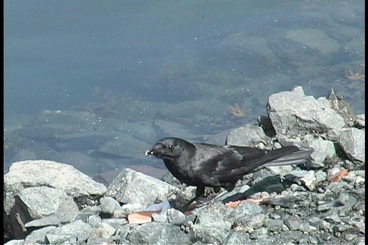 Crow, Northwestern 11