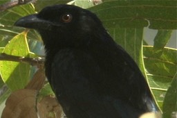 Crow, Torresian 2