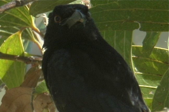 Crow, Torresian 3