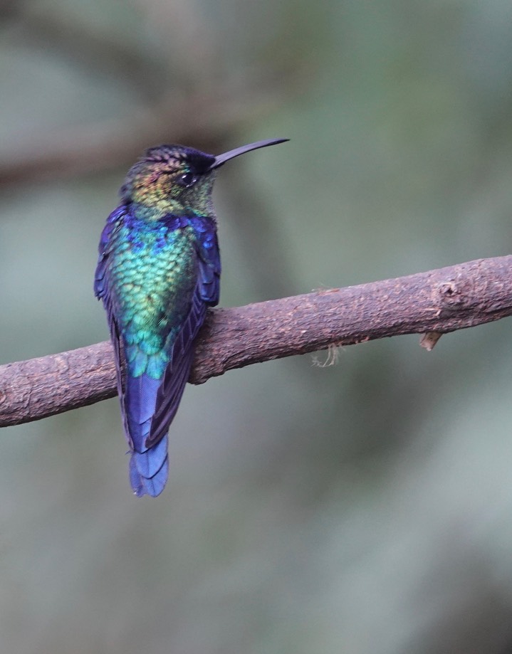 Crowned Woodnymph, Thalurania colombica colombica16