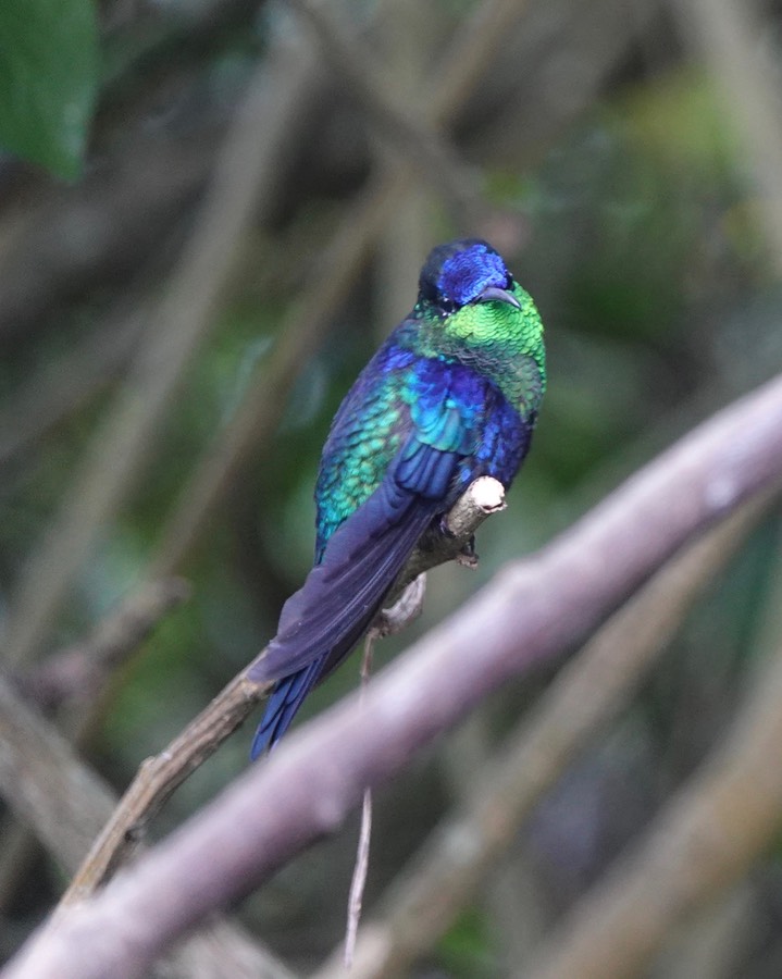 Crowned Woodnymph, Thalurania colombica colombica15