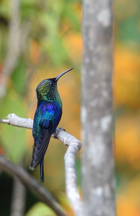 El Dorado Reserve, Santa Marta Mountains, Colombia