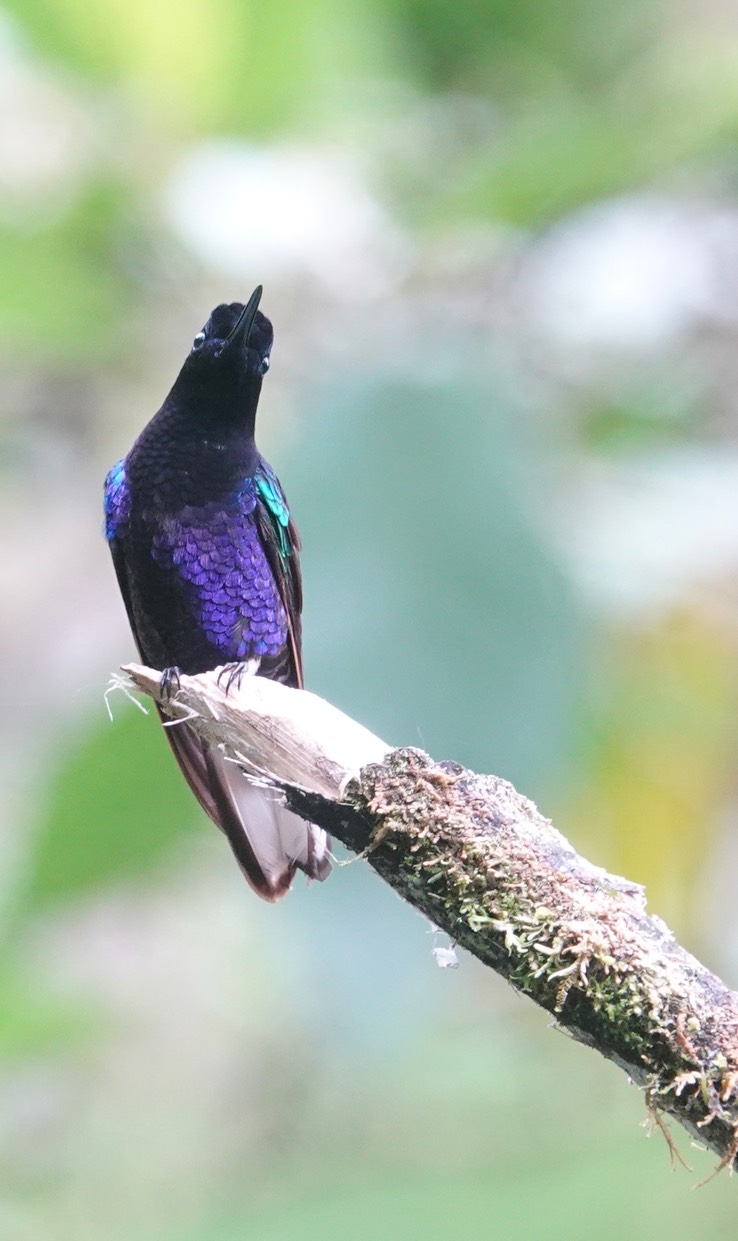 Crowned Woodnymph, Thalurania colombica1