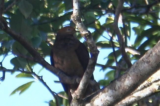 Cuckoo-Dove, Brown 1