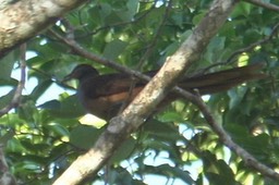 Cuckoo-Dove, Brown 2