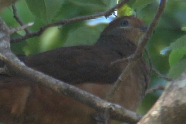 Cuckoo-Dove, Brown 3