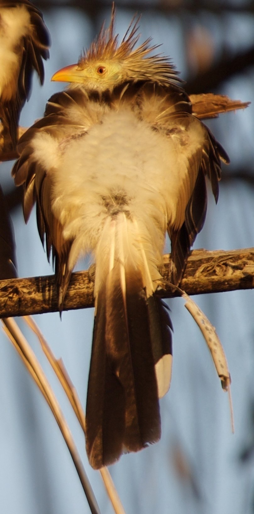 Cuckoo, Guira b