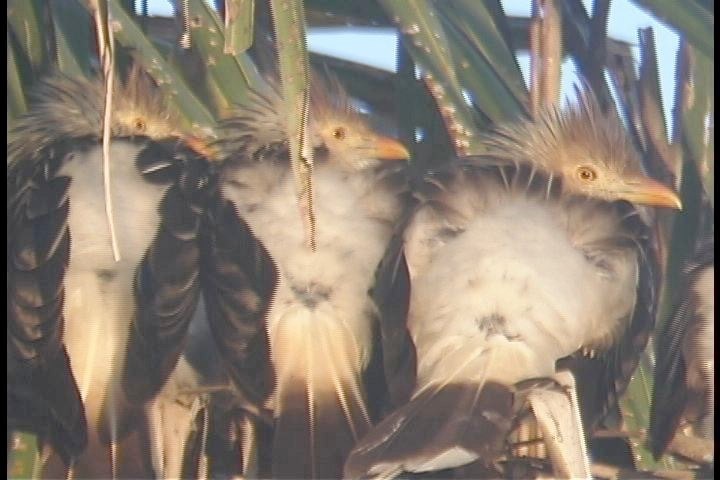 Cuckoo, Guira