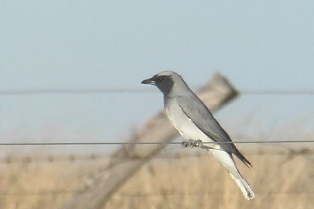 Cuckoo-Shrike, Black-faced 1