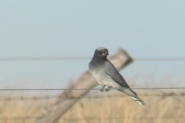 Cuckoo-Shrike, Black-faced 2