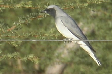 Cuckoo-Shrike, Black-faced 3