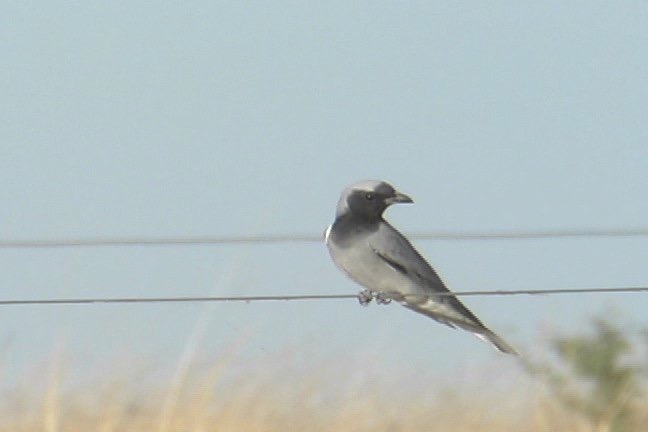 Cuckoo-Shrike, Black-faced 4