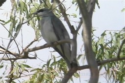 Cuckoo-Shrike, White-bellied 1