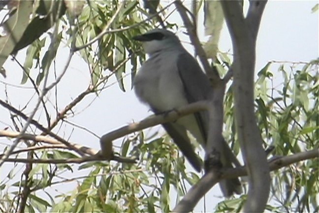 Cuckoo-Shrike, White-bellied 2