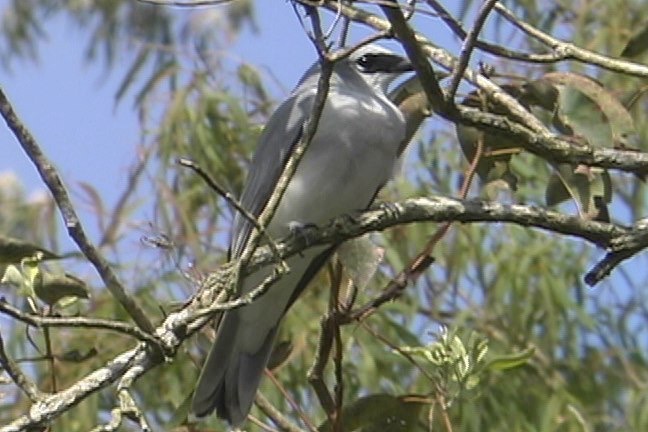 Cuckoo-Shrike, White-bellied 3