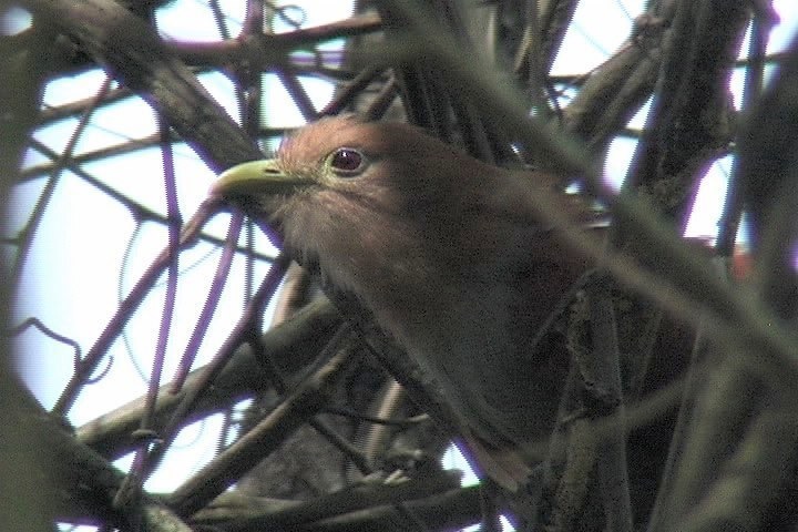 Cuckoo, Squirrel 1