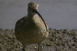 Curlew, Long-billed b