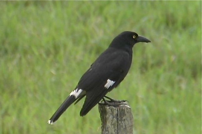 Currawong, Pied 1_1