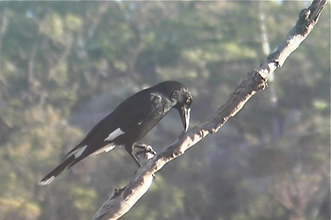 Currawong, Pied 1