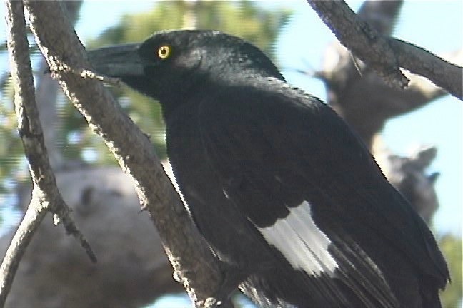 Currawong, Pied 3