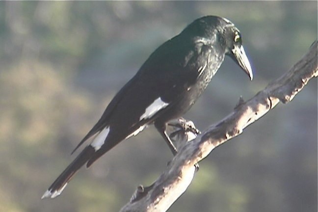 Currawong, Pied 4