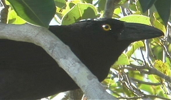 Currawong, Pied 6