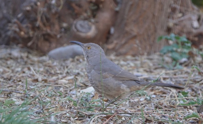 Curve-billed Thrasher, Toxostoma curvirostre