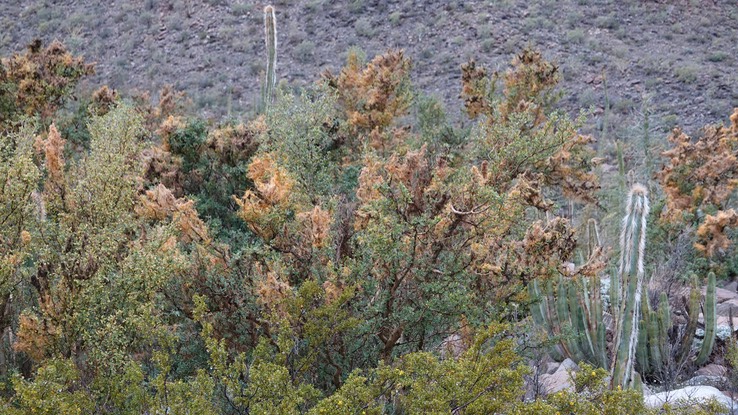 Cuscuta veatchii, Veatch Dodder, Bahia de los Angeles, Baja California (1)