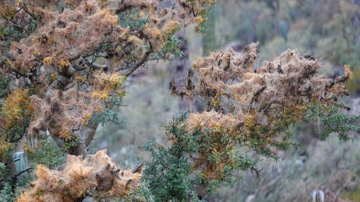 Cuscuta veatchii, Veatch Dodder, Bahia de los Angeles, Baja California (3)