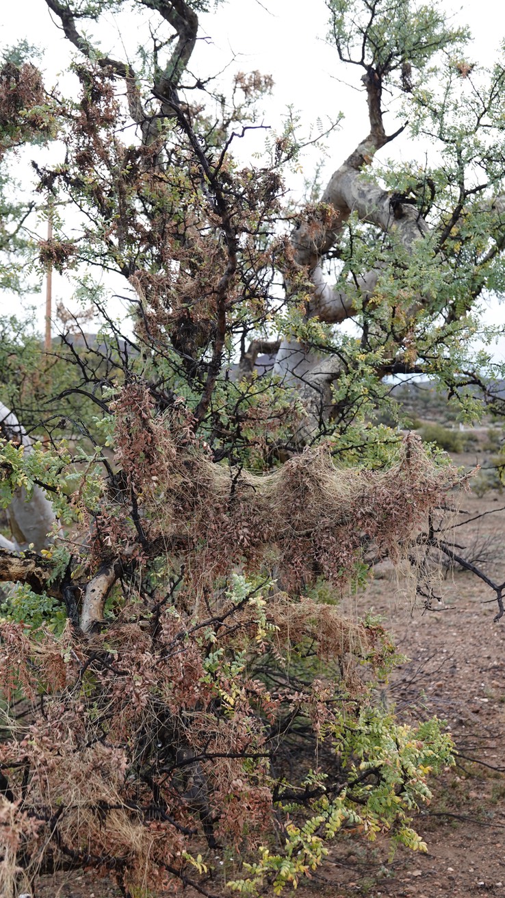 Cuscuta veatchii, Veatch Dodder, Bahia de los Angeles, Baja California (7)