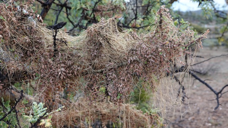 Cuscuta veatchii, Veatch Dodder, Bahia de los Angeles, Baja California (6)