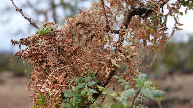 Cuscuta veatchii, Veatch Dodder, Bahia de los Angeles, Baja California