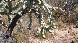 Cylindropuntia cholla, Baja California Cholla, Near Bahia de los Angeles, Baja California 1