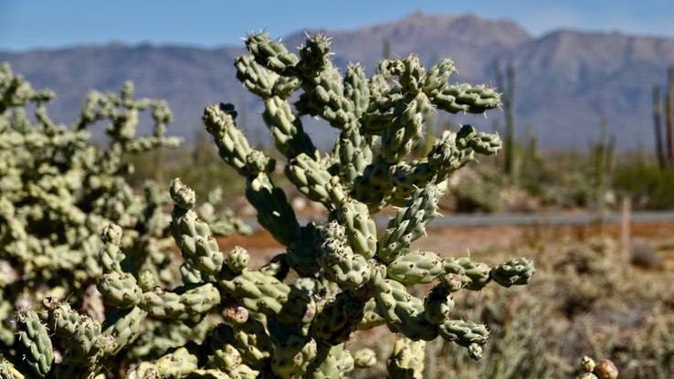 Cylindropuntia cholla, Baja California Cholla, Near Bahia de los Angeles, Baja California 2