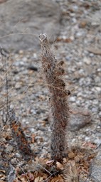 Cylindropuntia ganderi, Gander Cholla, Bahia de los Angeles, Baja California