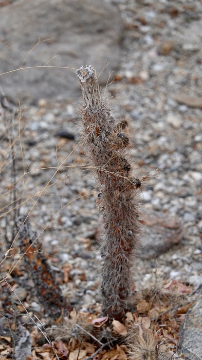 Cylindropuntia ganderi, Gander Cholla, Bahia de los Angeles, Baja California