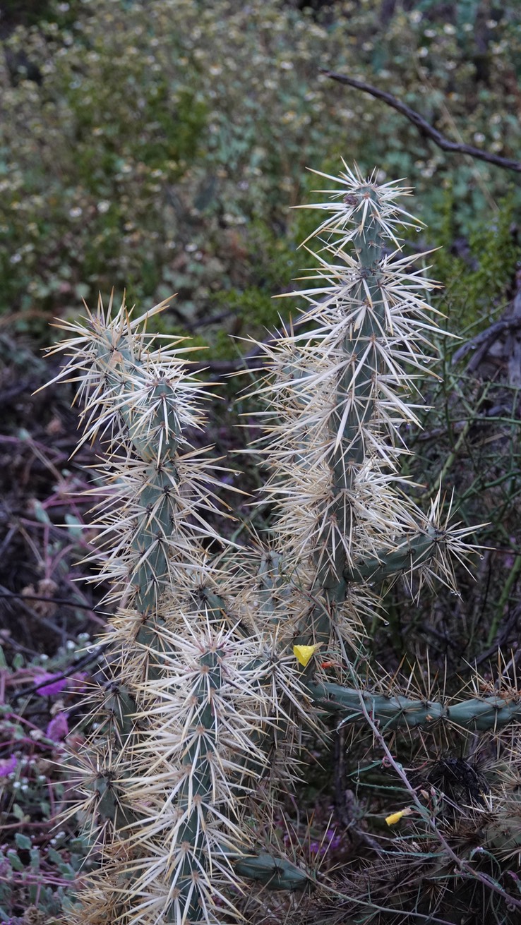 Cylindropuntia molesta, Long-Spine Cholla Near Bahía de los Ángeles, Baja California February 2023